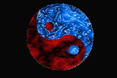 YING YANG WALLPAPER   (