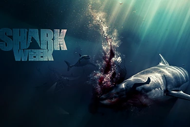 Shark Week Wallpapers