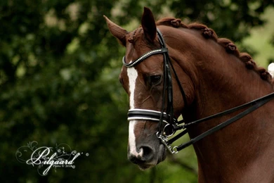 Dressage 04 By Cobertizo On DeviantArt
