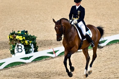 Dressage Wallpapers   Wallpapers Cave