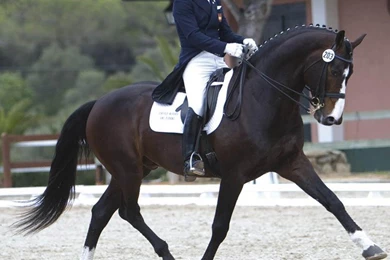 Dressage Wallpapers   (