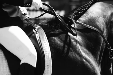 Dressage   Black And White By DianaExperiment On DeviantArt