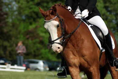 Dressage Stock 17 By Bundy Stock On DeviantArt
