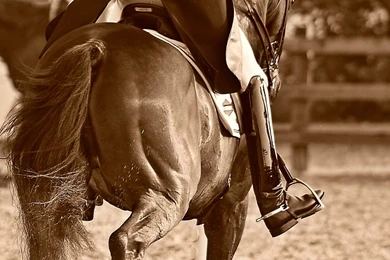 Dressage  perfection By AndersStangl On DeviantArt