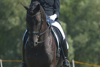 Fonds D'écran Dressage : Tous Les Wallpapers Dressage