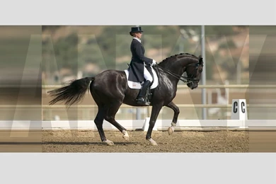 Horsecaptain's Weblog