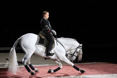 Horses: Lippizan Performance Horses White Austria Vienna Dressage ...