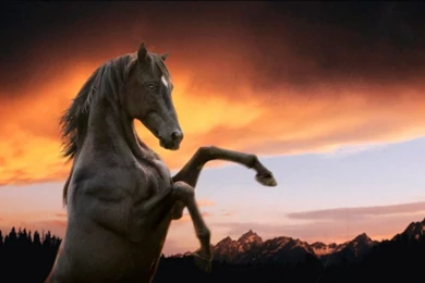 Download Wallpapers, Download 1680x1050 Animals Horses Vision Of ...