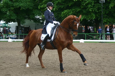 Dressage Canter Pirouette Stock 02 By LuDa Stock On DeviantArt