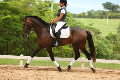 Horses: Dressage Lusitano Horses Wallpapers For Desktop For HD 16:9 ...