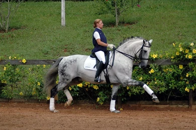 Dressage lusitano horse beautiful hd wallpapers.jpg