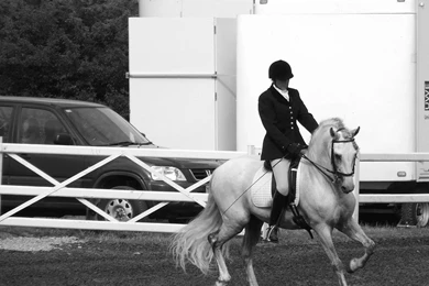 Andalusian   Extended Trot By The other1 On DeviantArt