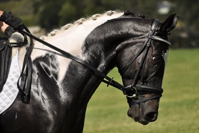 Browband   DeviantArt