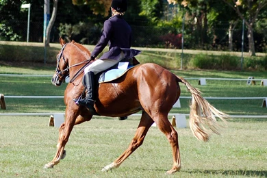 DeviantArt: More Like Flaxen Chestnut Dressage Cante By Chunga Stock