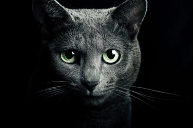Russian Blue Wallpapers HD Download