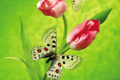 Tulips & Butterfly Wallpapers