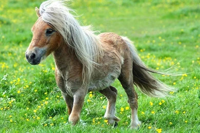 Horses,Foals Horses Foals 1280x945 Wallpapers – Horses Wallpapers ...