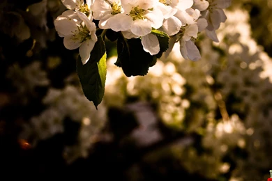 Cute Blossom HD Wallpapers – HD Wallpapers Free Download