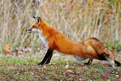 Fox Hunting: For Or Against?