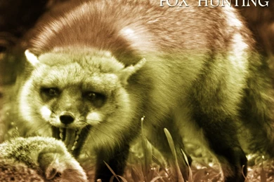 Fox Wallpapers « Animal Spot