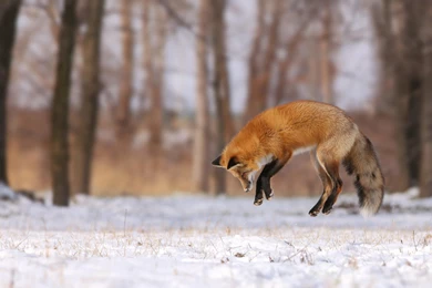 Fox Jump Hunt Snow Winter Field Forest Tree HD Wallpapers