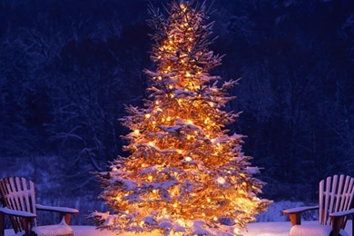 Hd Wallpapers Christmas Tree Snow