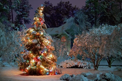Christmas Tree In The Snow And Lights Wallpapers And Images ...