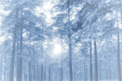 Download Wallpapers 2560x1600 New Year, Christmas, Trees, Snow ...