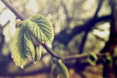 Special Edition Twilight Landscape Wallpapers - Landscape ...