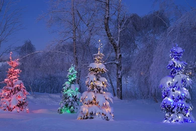 Canada Winter Trees Tree Snow Light Canada Winter Snow Tree Tree ...