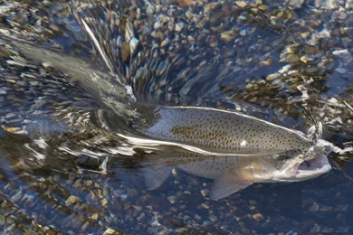 Fly Fishing Trout Hd Desktop Wallpapers For Backgrounds