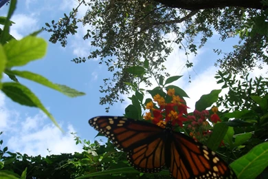 Desk Top Wallpaper, Butterfly Wallpapers