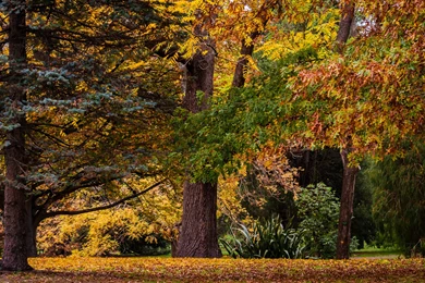 Autumn Forest Landscape 4K Ultra HD Desktop Wallpapers