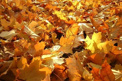 Forever Autumn Nature Desktop Wallpapers HD