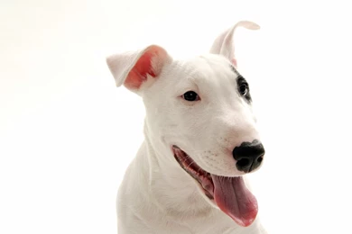 Bull Terrier   Dogs Wallpapers (13248699)   Fanpop