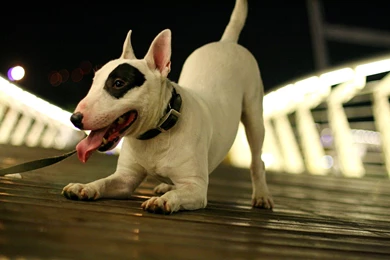 4 Bull Terrier HD Wallpapers