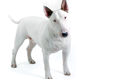 Bull Terrier