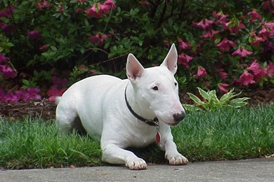 Wallpapers Hp Reggae Dogs Bull Terrier Laying Down 1024x768 ...