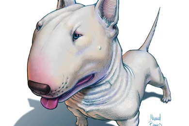 Bull Terrier 16 Wallpapers Collection