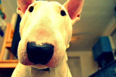 4 Bull Terrier HD Wallpapers