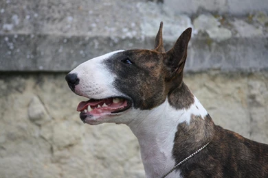 Bull Terrier Mellow   (