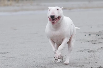 Bull And Terrier On The Beach Photo And Wallpaper. Beautiful Bull ...