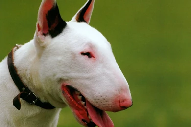 Bull Terrier   Dogs Breeds