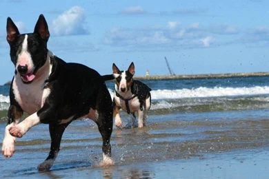 Bull Terrier