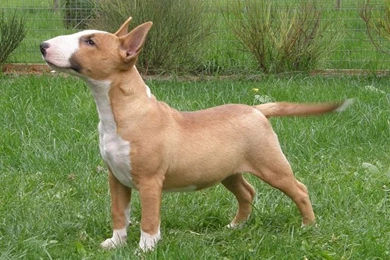 Bull Terrier (Miniature) Jack Photo And Wallpaper. Beautiful Cute ...