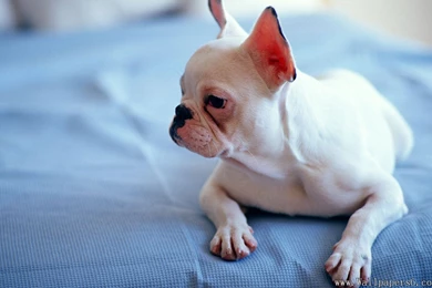 Miniature Bull Terrier － Animal Wallpapers   Free Download ...