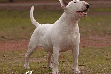 Bull Terrier Wallpapers (2)   My Doggy Rocks