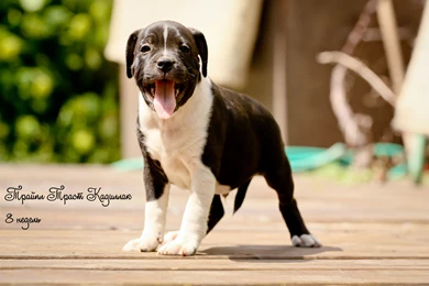 The Puppy Staffordshire Bull Terrier Wallpapers And Images ...
