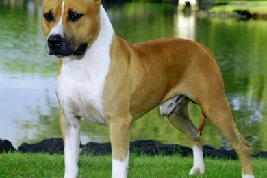 American Pit Bull Terrier Wallpapers – Windows 10 Wallpapers