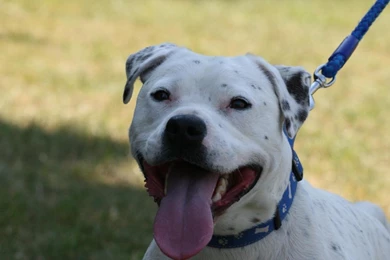 Bull Terrier Dogs Pictures On Animal Picture Society